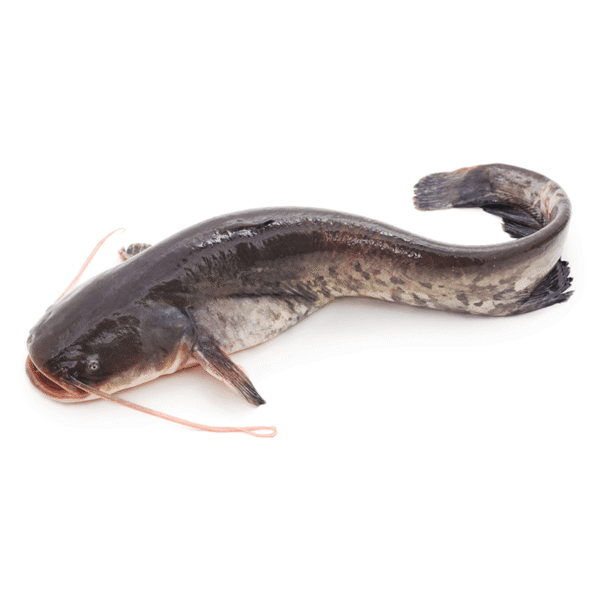 Catfish